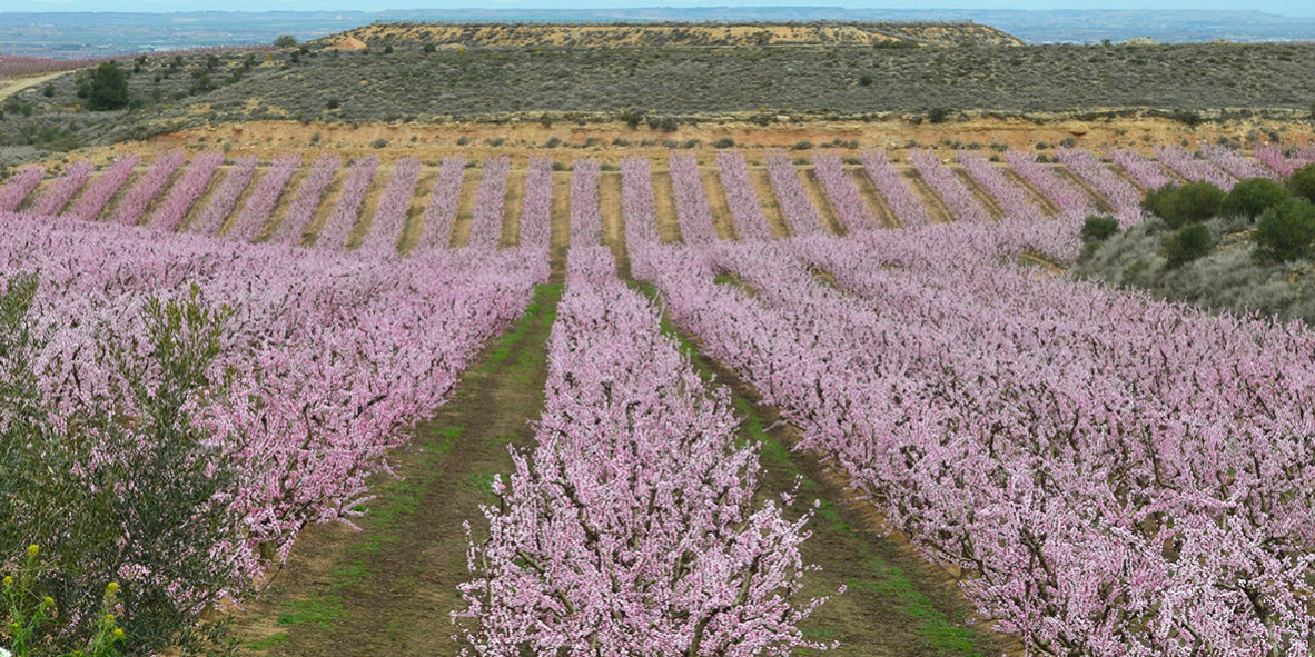 Flowered fields
