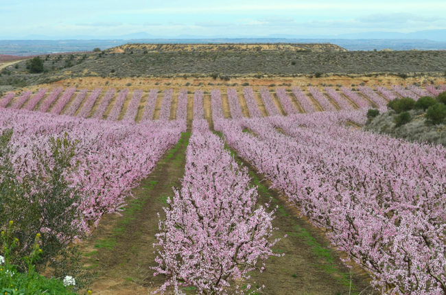Flowered fields